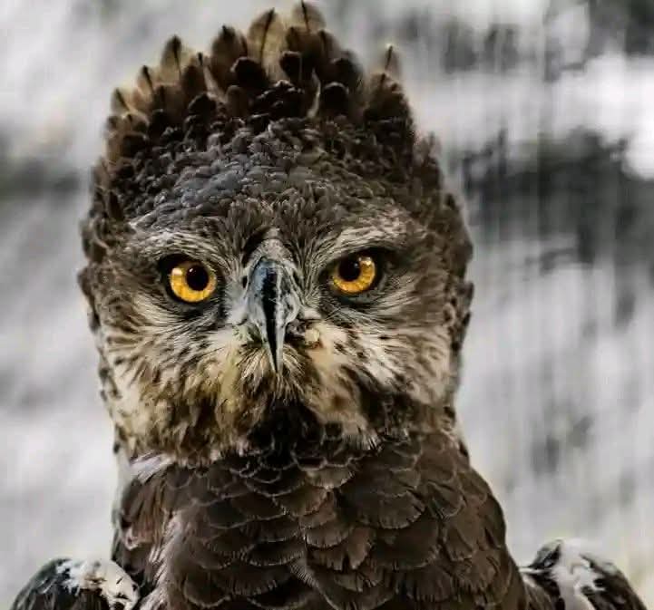 10 Days Kenya Birding Experience Safari.